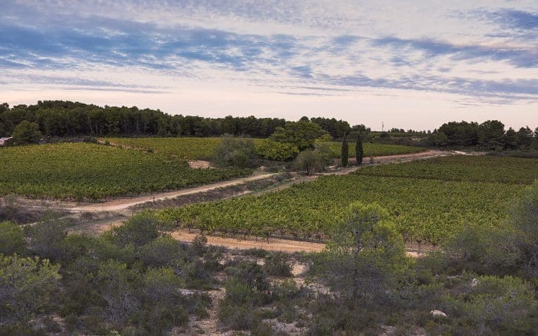 Paysage de vignes dans l’Hérault, rangs de ceps et sentier au milieu, collines au loin, cadrage horizontal.