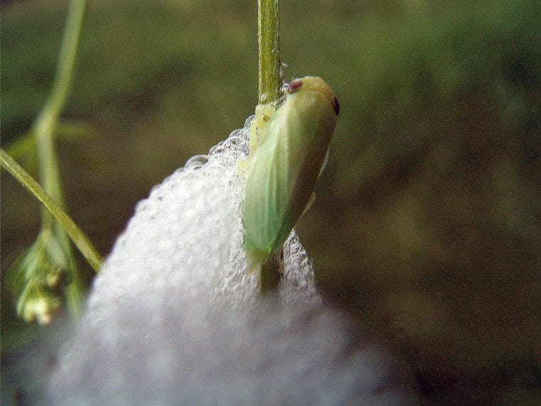 Larve vert pâle de cicadelle sortant d’un amas de mousse blanche au pied d’une tige verticale sur fond de végétation floue.