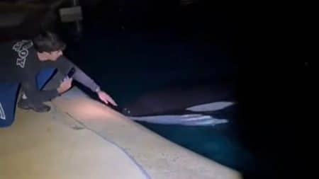 Marineland Intrusion