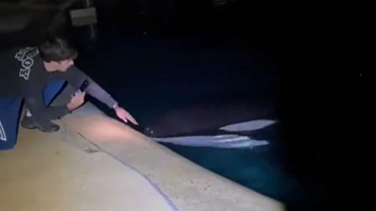 Marineland Intrusion