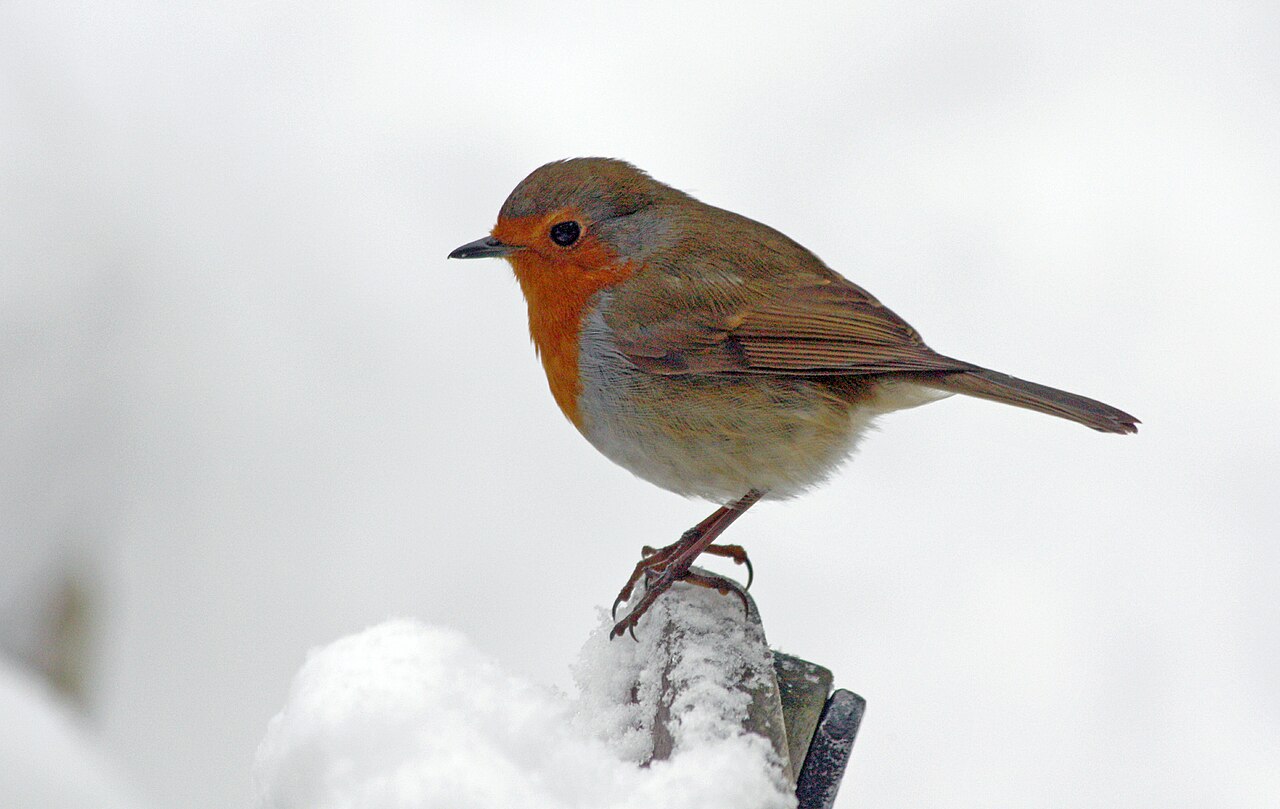Un rouge-gorge posé près d’une zone de nourrissage, profitant de la nourriture déposée lors d’un épisode neigeux.
