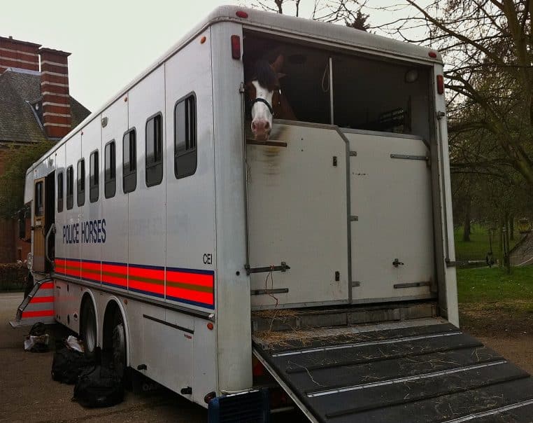 Camion-remorque de la police avec cheval visible à l’arrière, rampe abaissée, stationné dans un parc urbain