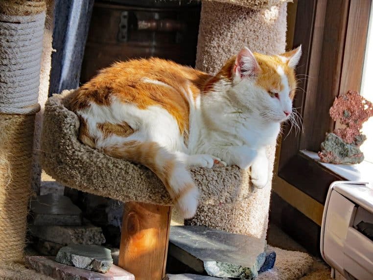 Chat roux et blanc allongé dans un arbre à chat près d’une fenêtre, regard calme, intérieur lumineux.