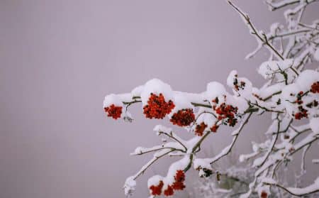 Noël neige froid actu