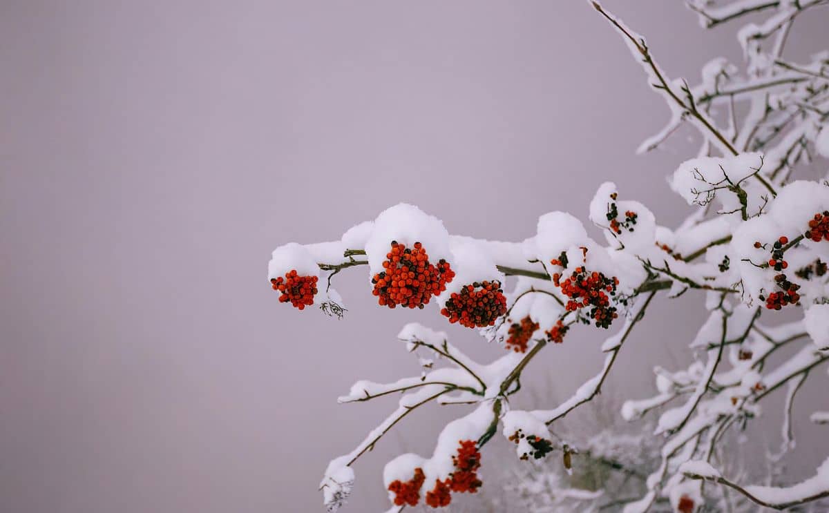Noël neige froid actu