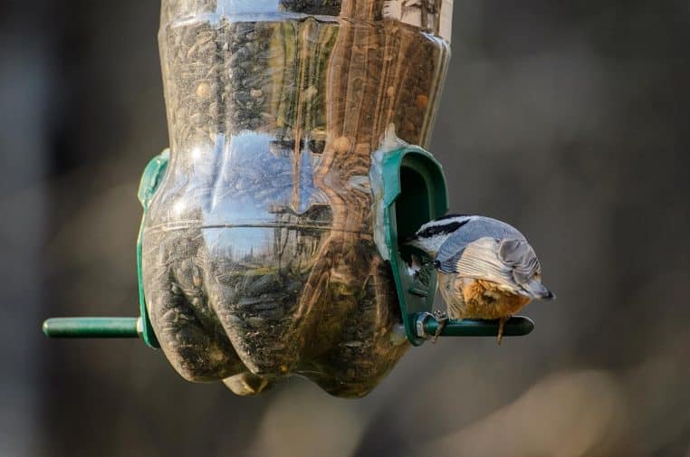 Deux sittelles sur une mangeoire fabriquée avec une bouteille plastique, en train de se nourrir côte à côte.