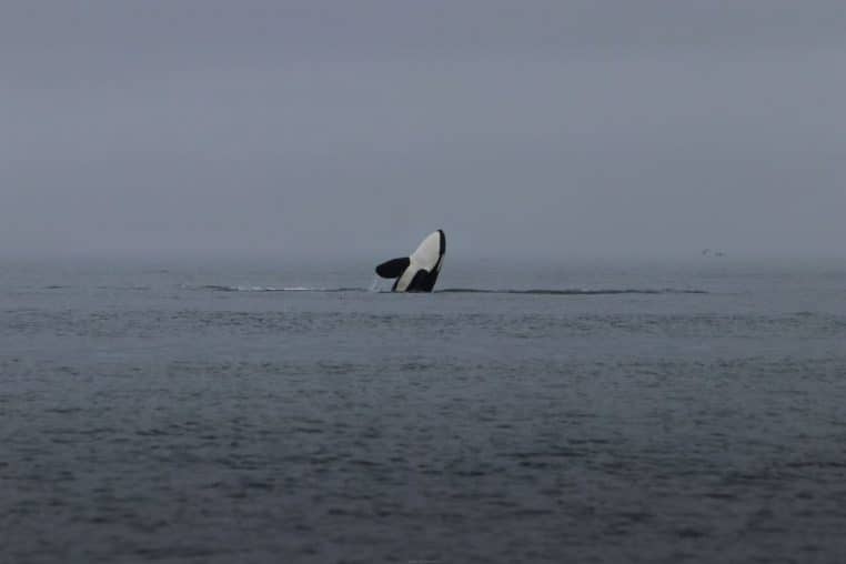 Une orque surgit à la surface au large de Vancouver Island, dans une mer sombre et calme, sous un ciel brumeux.