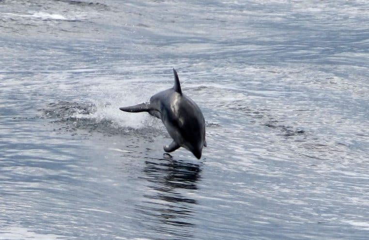 Un dauphin à flancs blancs du Pacifique bondit hors de l’eau, éclaboussant la surface dans un mouvement net et rapide.