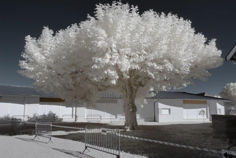 Grand platane isolé au bord d’une route de village, photographié en infrarouge avec feuillage blanc et ciel très sombre.