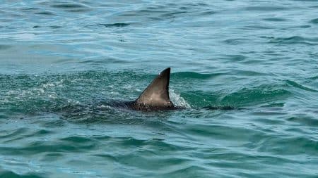 Pecheur Requin Attaque
