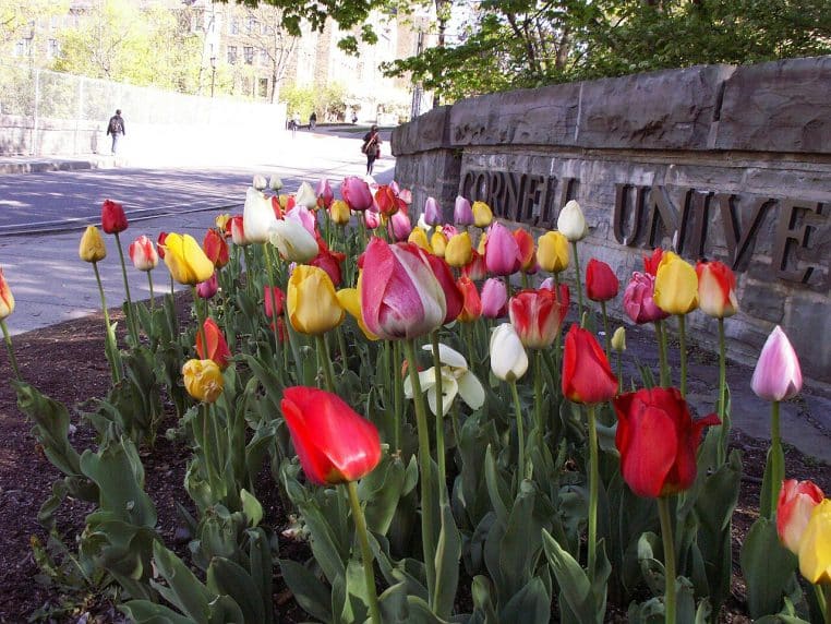 Massif de tulipes multicolores en ville au bord d’une allée, image d’un renouveau après des épreuves familiales