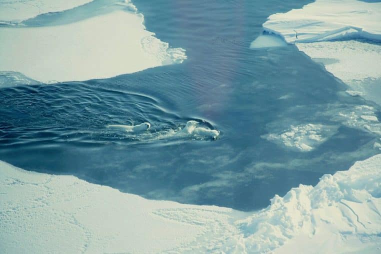 Des ours polaires nagent dans une eau sombre entourée de plaques de glace, vue large et horizon blanc.