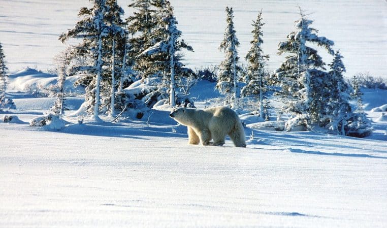 Un ours polaire marche dans un paysage enneigé à Churchill, sapins givrés et vastes étendues en arrière-plan.