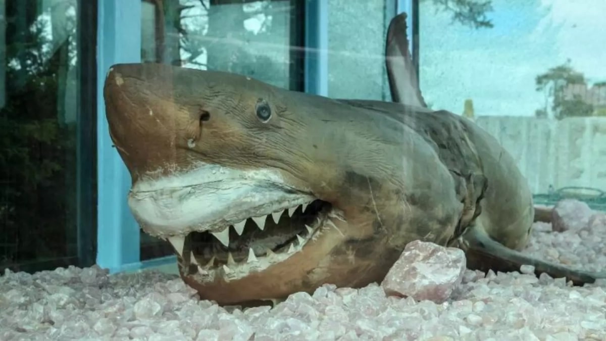 Requin Blanc Exposition