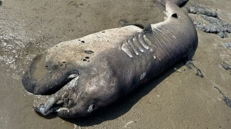 Requin Plage Decomposition