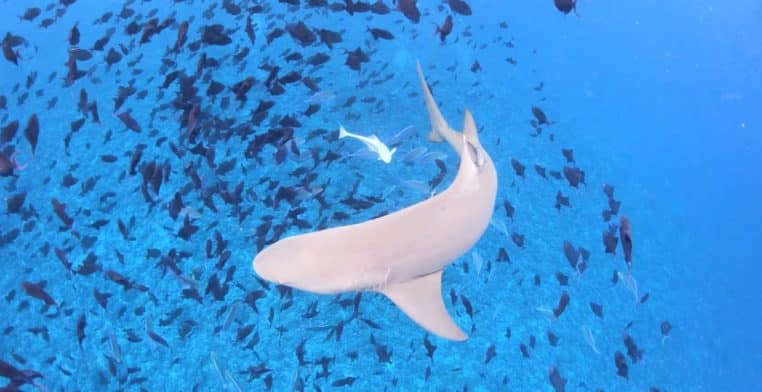 Requin gris dans l’eau en Polynésie, vue sous-marine horizontale, corps et nageoires nettement visibles.