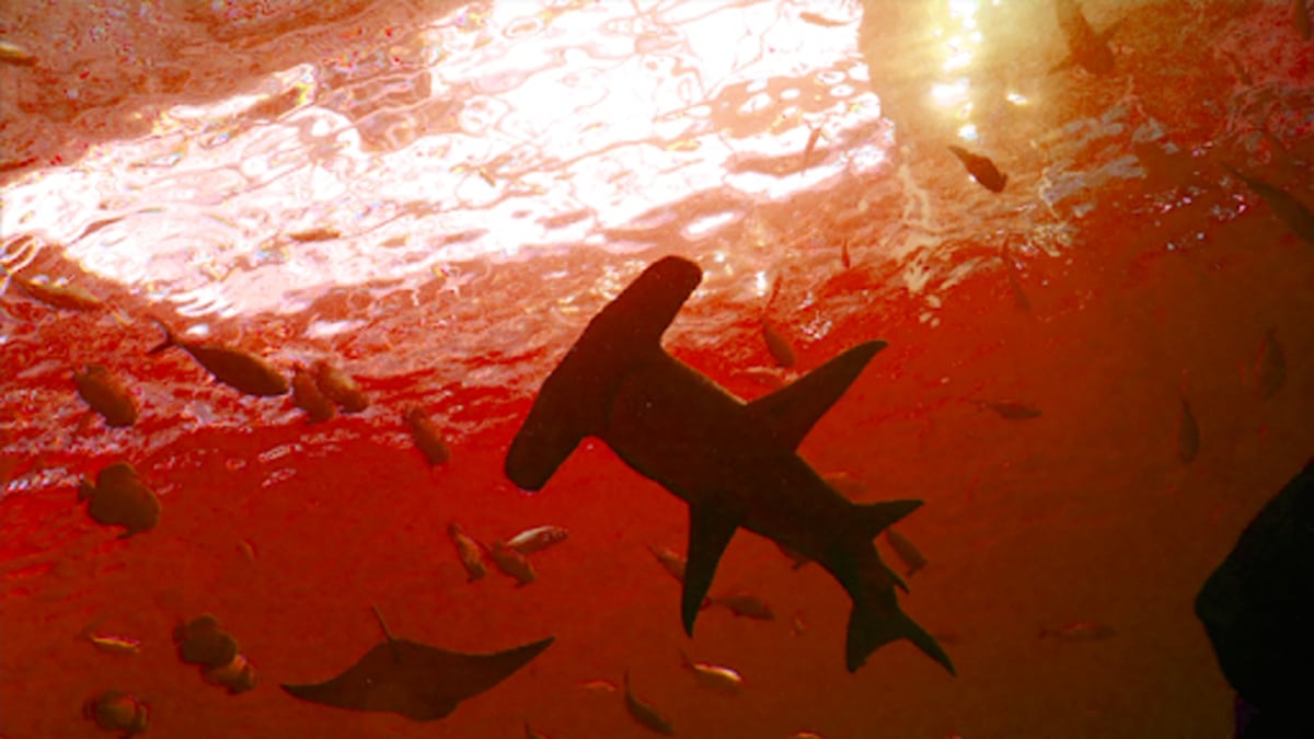 Requins Volcan Habitation