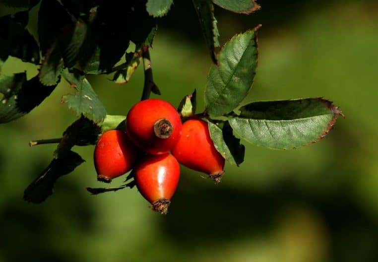 Grappes de cynorhodons rouges sur une branche de rosier, arrière-plan flou, photo horizontale en extérieur