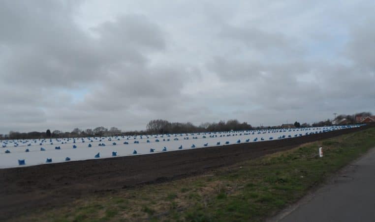 Protection de jeunes plants au potager avec couverture anti-gel, au petit matin, sur une planche de semis