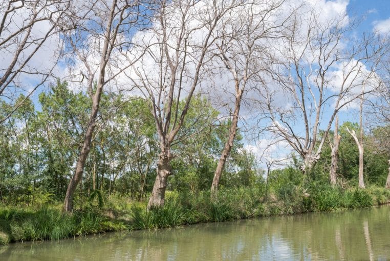 Alignement de platanes malades le long du Canal du Midi, troncs éclaircis et houppiers dégarnis au-dessus de la berge.