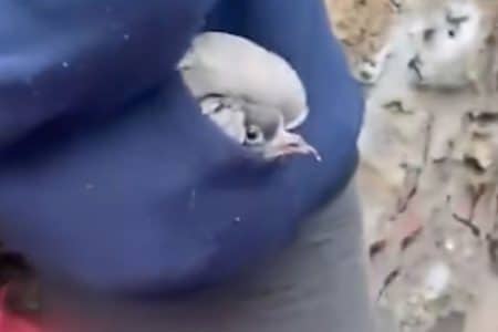 Pigeon