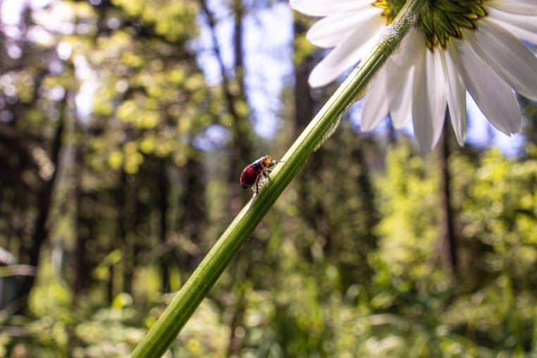 Spittlebug posé sur un pétale de fleur blanche au cœur jaune, entouré de verdure floue en arrière-plan.