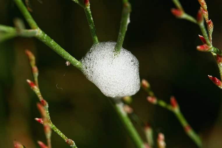 Petite boule d’écume blanche de cicadelle formée autour d’une tige fine parmi des bourgeons rouges en arrière-plan flou.