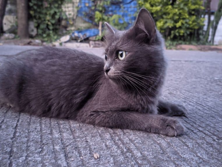 Chat tigré assis sur un trottoir aux Philippines, regard tourné vers l’objectif, illustrant la vie quotidienne d’un chat errant des rues.
