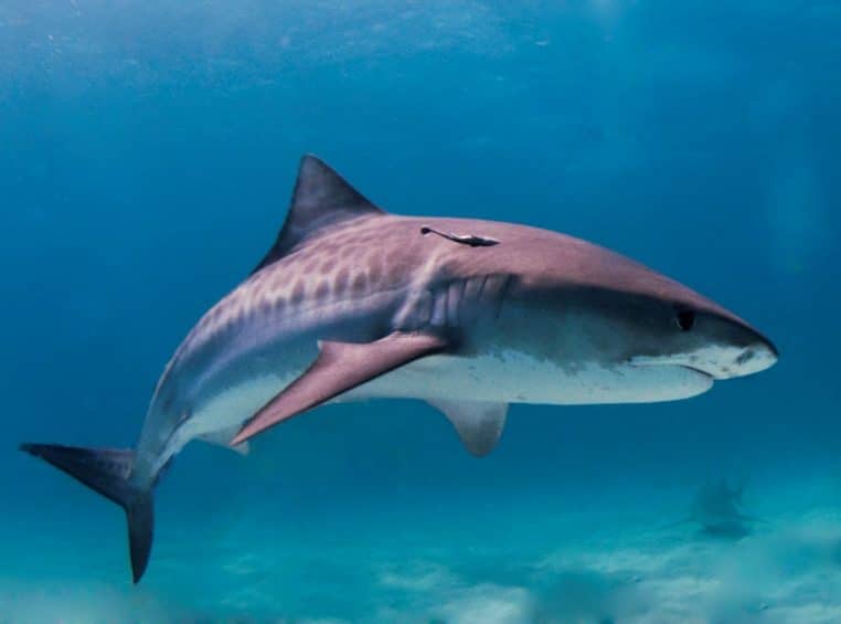 Requin tigre nageant sous la surface en eau claire, vu de profil, silhouette imposante et nageoire dorsale visible.