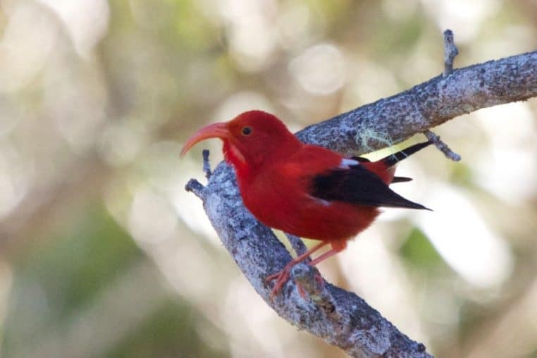 Oiseau iiwi rouge vif perché sur une branche claire dans une forêt hawaïenne, illustrant les espèces endémiques menacées par le paludisme aviaire.