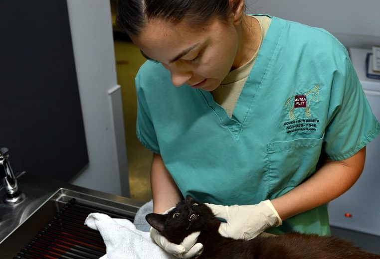 Vétérinaire en blouse verte examinant un chat noir sur une table, mains gantées, scène de clinique.