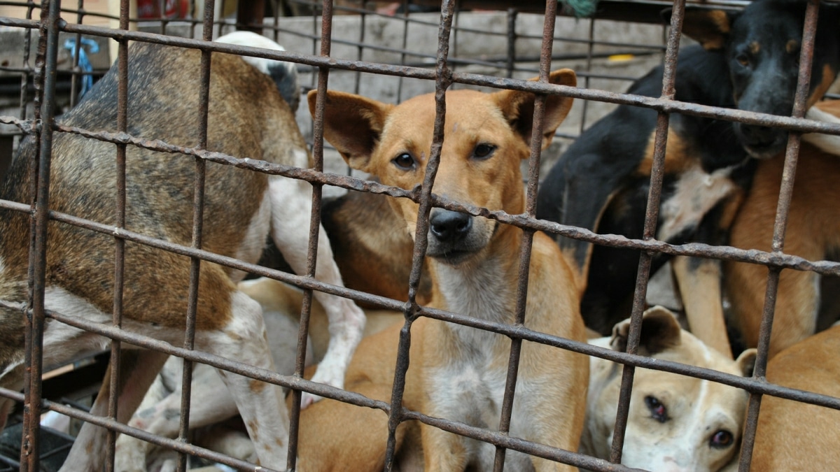 Viande de chien Jakarta