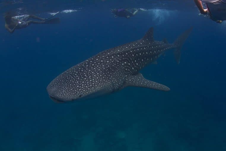 Un requin-baleine nage paisiblement près de la surface, entouré de nageurs équipés de palmes dans les eaux profondes des Maldives.