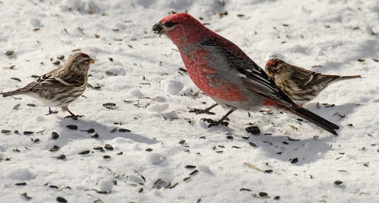Plusieurs oiseaux réunis sur une mangeoire en hiver, avec des graines visibles et un arrière-plan de jardin froid.
