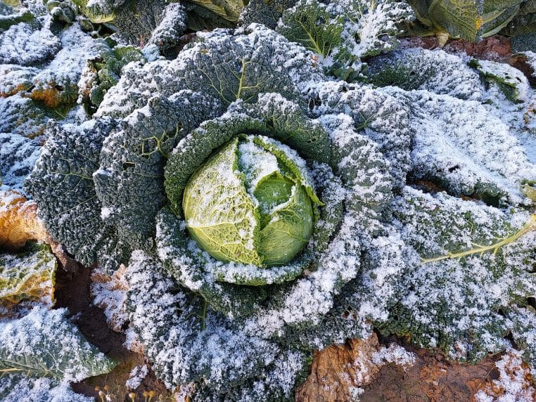 Chou de Milan au potager sous la neige et le gel, exemple de culture d’hiver et de protection naturelle du sol