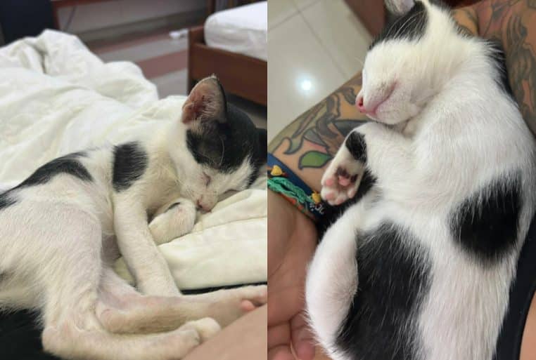 Montage photo de deux chats noir et blanc endormis, l’un sur un lit et l’autre blotti contre un bras tatoué