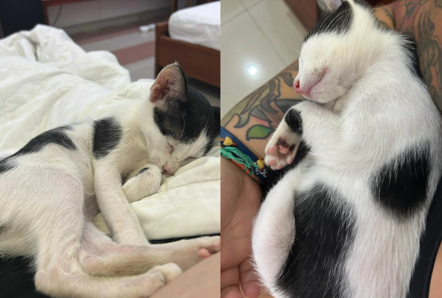 Montage photo de deux chats noir et blanc endormis, l’un sur un lit et l’autre blotti contre un bras tatoué