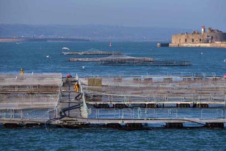 attention saumon contaminé pour fin dannee