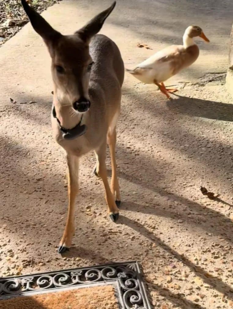 benny cerf vit meiulleure vie - copie