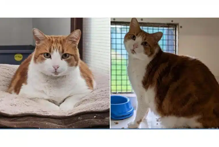 Montage avant/après d’un chat roux et blanc en refuge, plus mince à droite, regard tourné vers l’objectif.