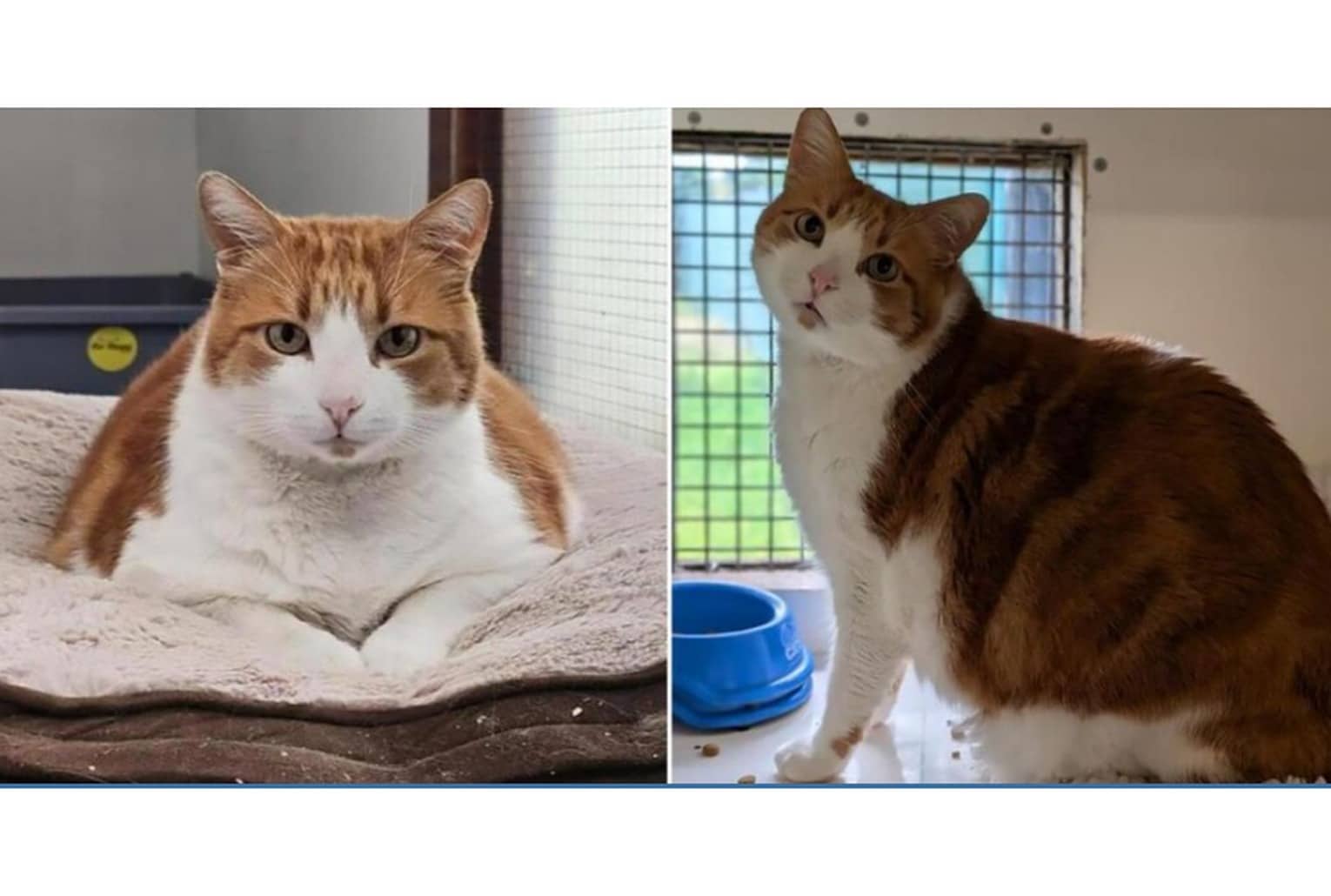 Montage avant/après d’un chat roux et blanc en refuge, plus mince à droite, regard tourné vers l’objectif.