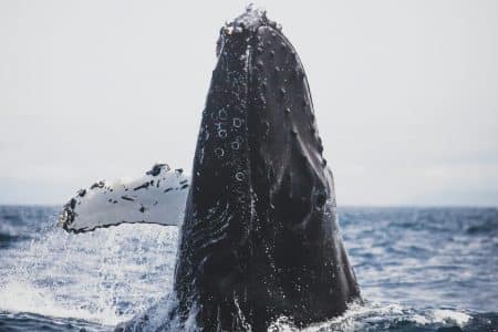 Une biologiste sauvée par une baleine à bosse