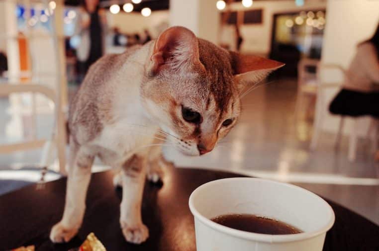 Intérieur lumineux de café à chats avec plusieurs félins installés sur les tables et les étagères, créant une ambiance conviviale et paisible pour les clients.