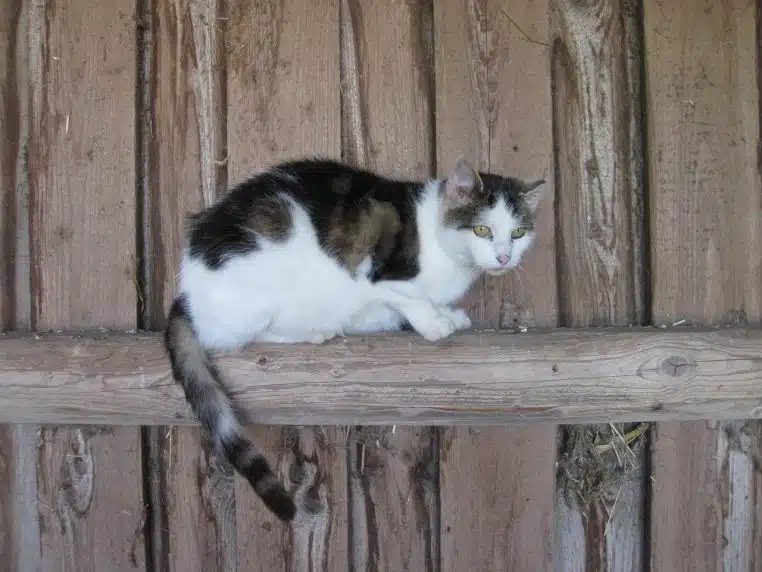 Chat blanc et tigré accroupi sur une poutre en bois dans une grange, oreilles dressées et regard attentif tourné vers l’extérieur de l’abri.