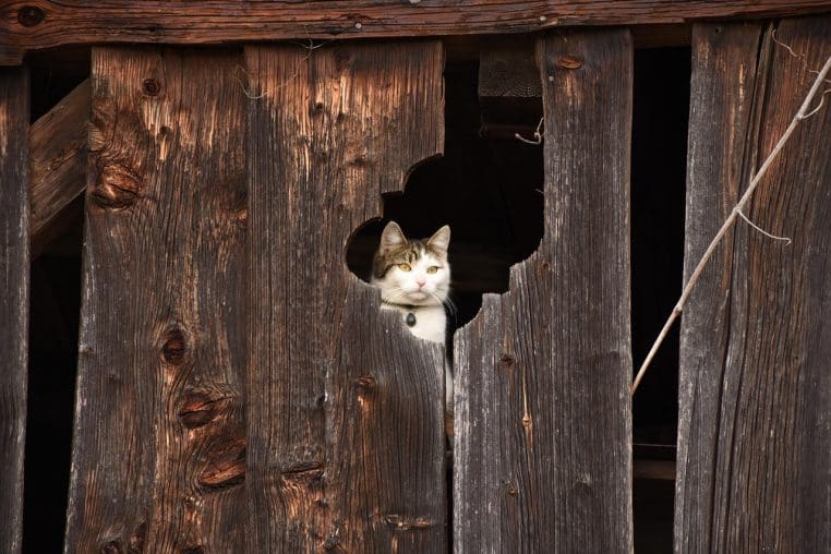 Chat tigré et blanc apparaissant derrière une planche trouée d’une vieille grange en bois sombre, observant l’extérieur avec curiosité.