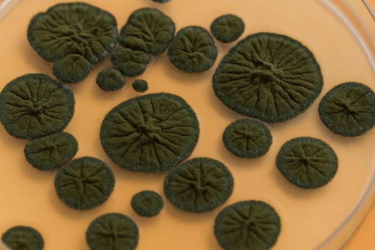 Champignons de Tchernobyl