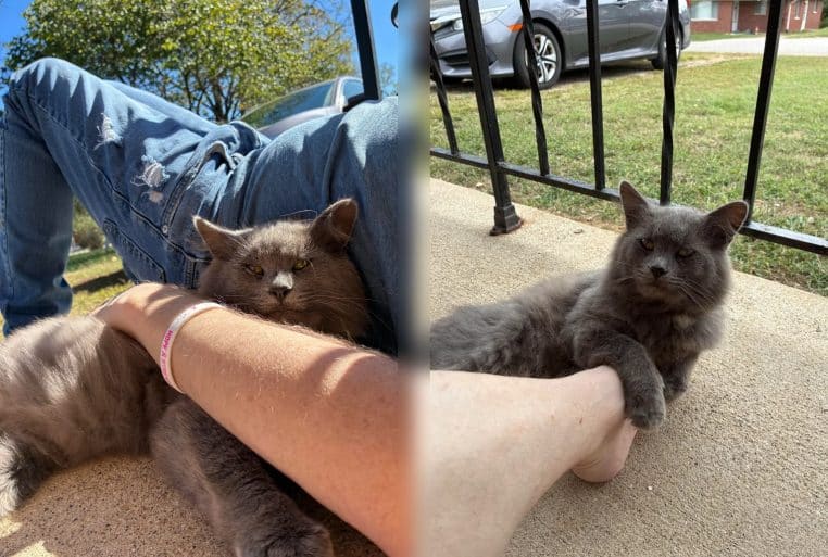 Montage de deux photos montrant un chat gris errant blotti contre le bras puis la jambe de son bienfaiteur, allongé sur un perron de maison.