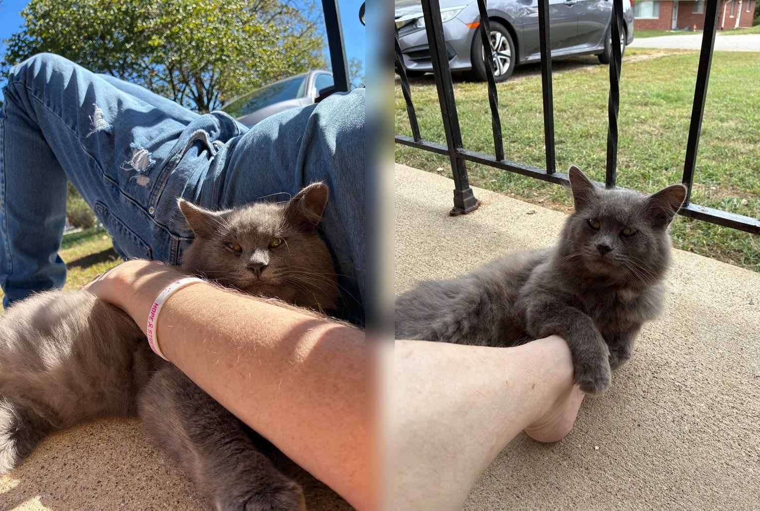 Montage de deux photos montrant un chat gris errant blotti contre le bras puis la jambe de son bienfaiteur, allongé sur un perron de maison.