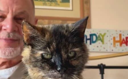 chat vieux alimentation actu