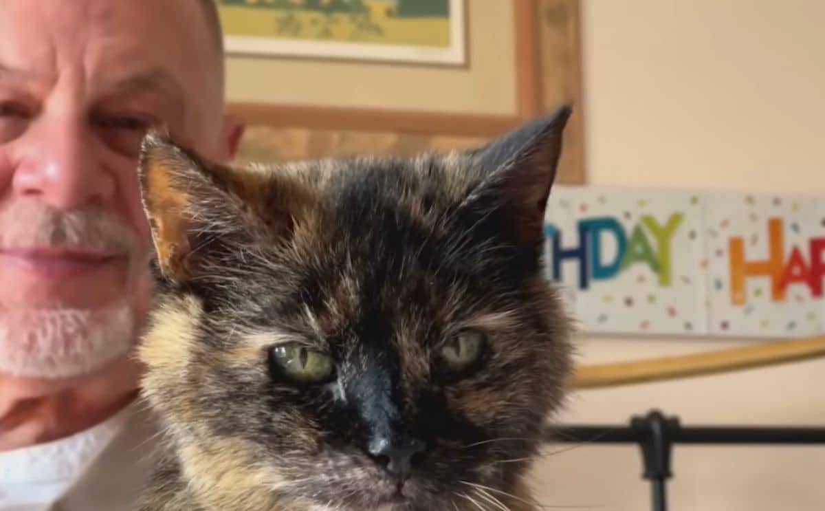 chat vieux alimentation actu